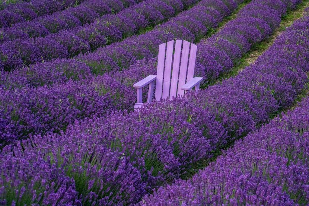 La Casa Della Lavanda Borgo Adorno 외부 사진